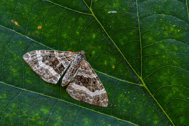 Epirrhoe alternata - galaj-tarkaaraszoló