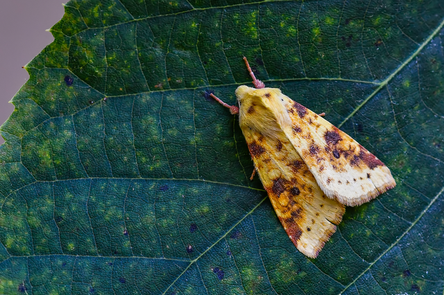 Cirrhia icteritia - nyárfa-sárgabagoly