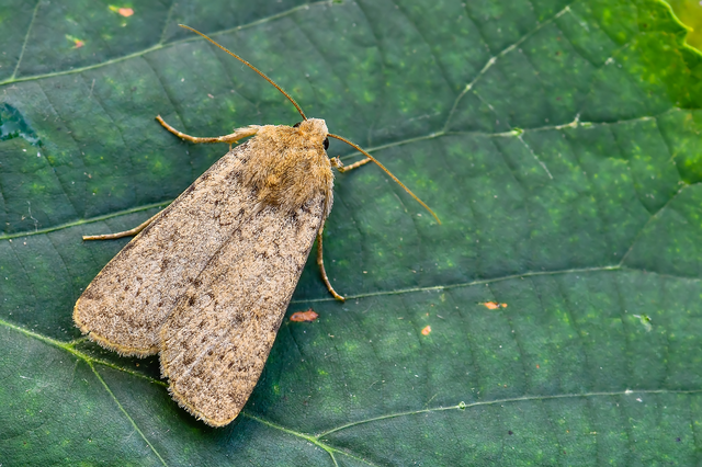 Rhyacia simulans - hamvas földibagoly