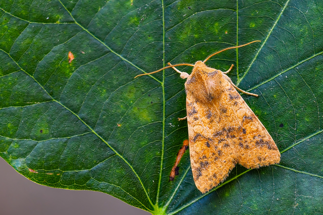 Cirrhia gilvago - foltos sárgabagoly