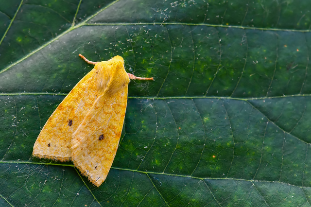Cirrhia icteritia - nyárfa-sárgabagoly