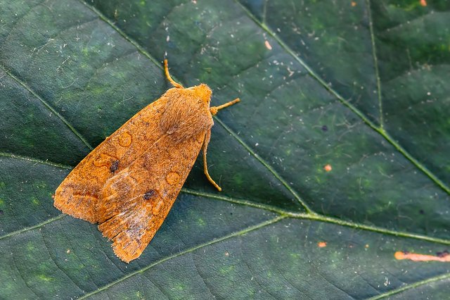 Sunira circellaris - okkersárga őszibagoly