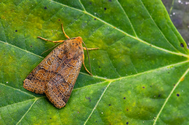 Anchoscelis nitida - rozsdabarna őszibagoly