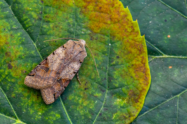 Anchoscelis litura - tarka őszibagoly