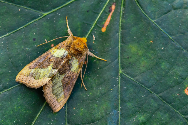 Diachrysia chrysitis/stenochrysis