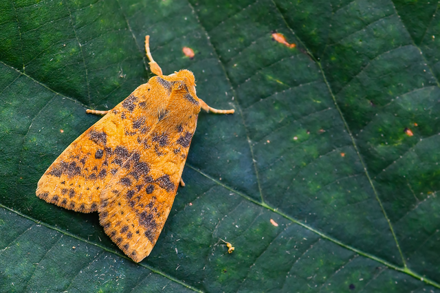 Cirrhia gilvago - foltos sárgabagoly