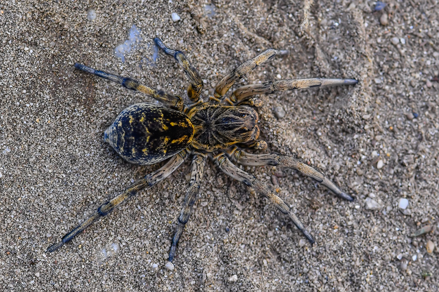 Geolycosa vultuosa - pokoli cselőpók