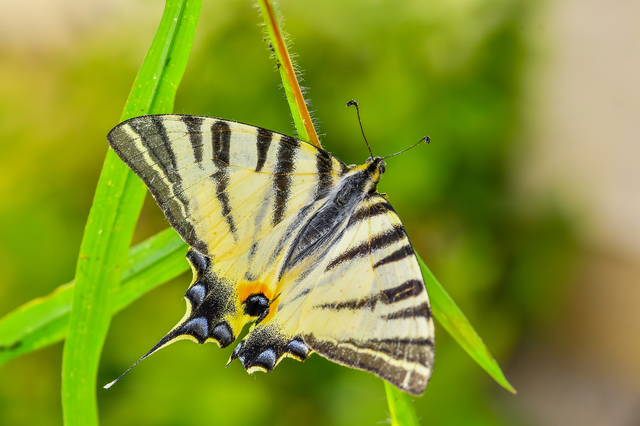 Iphiclides podalirius - kardoslepke