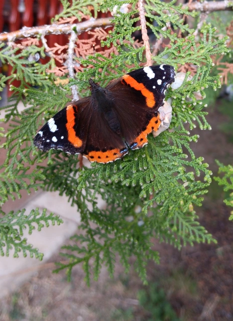 Vanessa atalanta - atalantalepke