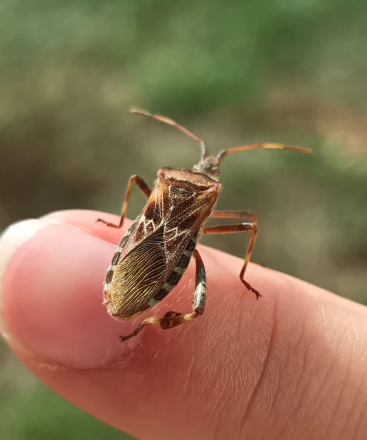 Leptoglossus occidentalis - nyugati levéllábú poloska Leptoglossus occidentalis - nyugati levéllábú poloska