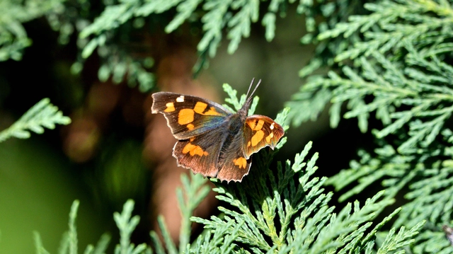 Libythea celtis - csőröslepke