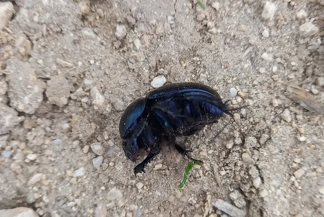 Geotrupes spiniger - közönséges álganéjtúró