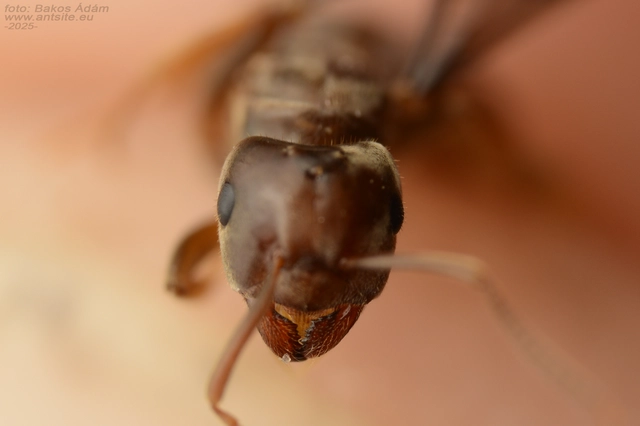 Lasius distinguendus - déli borostyánhangya