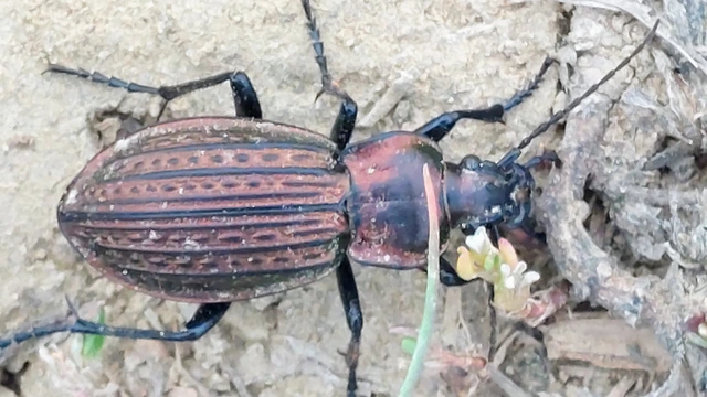 Carabus ulrichii - rezes futrinka Carabus ulrichii - rezes futrinka