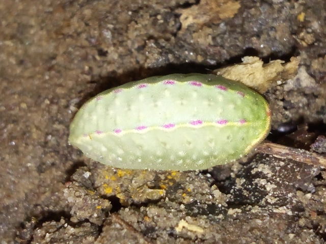 Apoda limacodes - kagylólepke