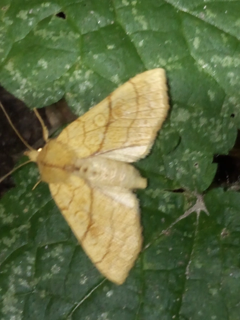 Tiliacea citrago - citromszínű sárgabagoly