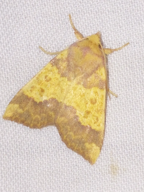 Tiliacea aurago - aranyló sárgabagoly