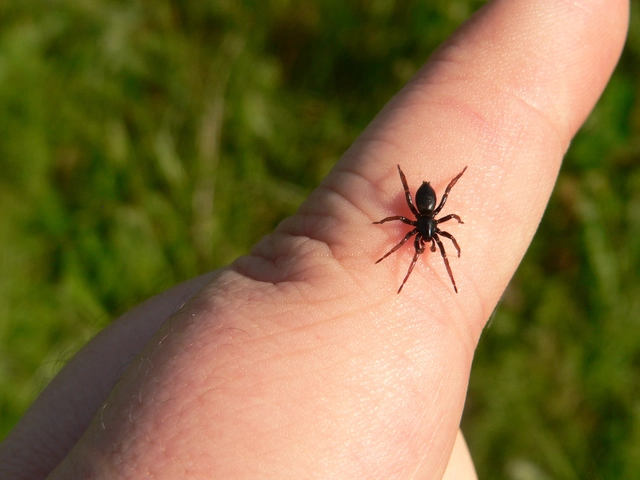 Gnaphosidae - kövipókok