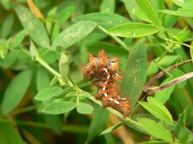 Acronicta rumicis - sóska-szigonyosbagoly Acronicta rumicis - sóska-szigonyosbagoly
