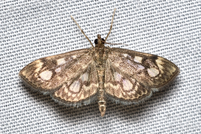 Anania coronata - koronás dudvamoly