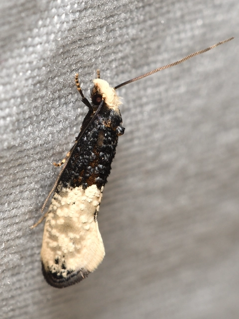 Trichophaga