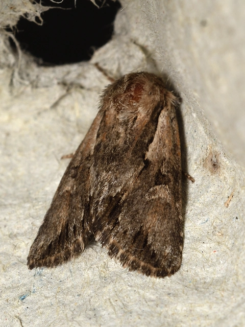 Chloantha hyperici - orbáncfű-sugarasbagoly