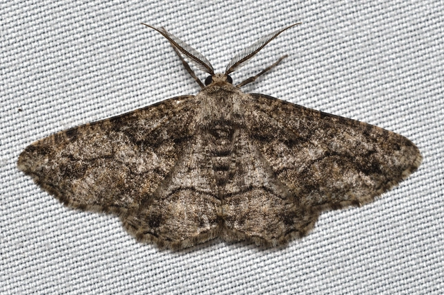 Synopsia sociaria - ürömaraszoló