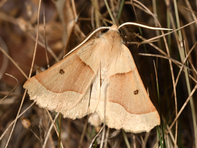 Crocallis elinguaria - sárga sávosaraszoló