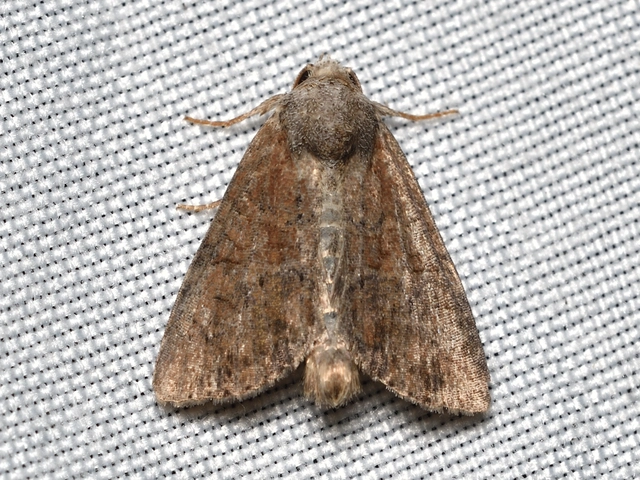 Mesoligia furuncula - kétszínű dudvabagoly