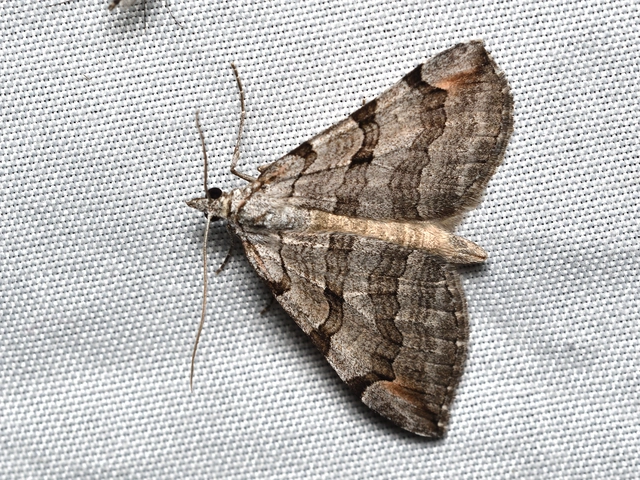 Aplocera plagiata - szürke csíkosaraszoló
