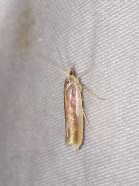 Ypsolopha parenthesella - gyertyánfonó tarkamoly