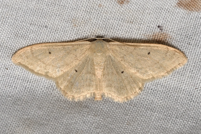 Idaea straminata - szalmasárga sávosaraszoló