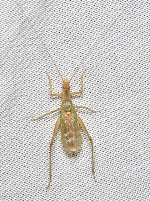 Oecanthus pellucens - pirregőtücsök
