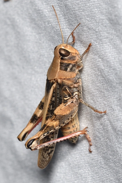 Calliptamus italicus - olaszsáska