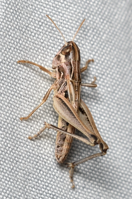 Stenobothrus crassipes - rövidszárnyú sztyepprétisáska