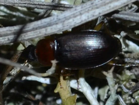 Calathus melanocephalus - vörösnyakú tarfutó