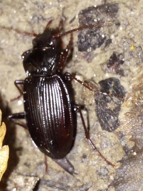 Nebria brevicollis - rövidnyakú partfutó