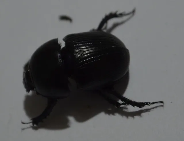 Geotrupes spiniger - közönséges álganéjtúró