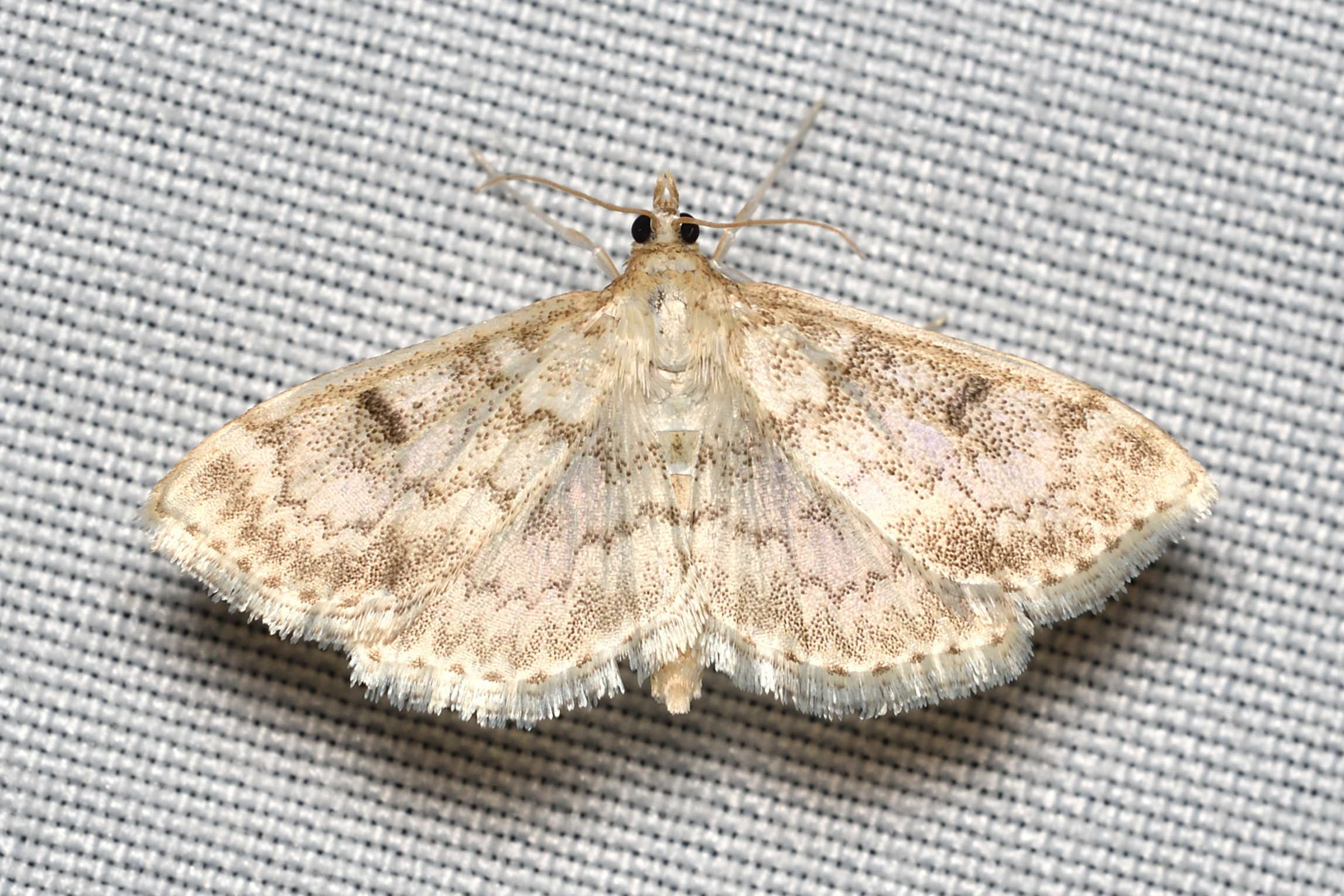 Anania perlucidalis - lápréti tűzmoly