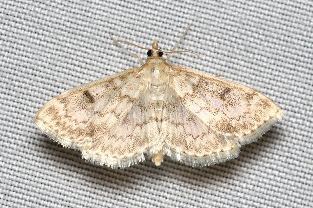 Anania perlucidalis - lápréti tűzmoly