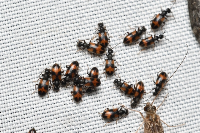 Anthicus antherinus - közönséges fürgebogár