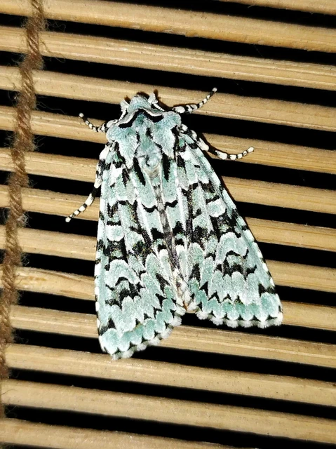 Griposia aprilina - őszi zöldbagoly