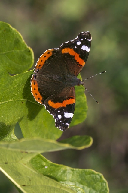Vanessa atalanta - atalantalepke