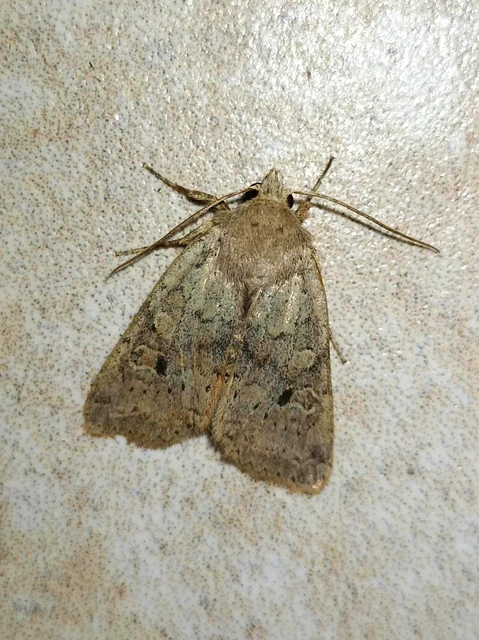 Propenistra laevis - könnyű őszibagoly