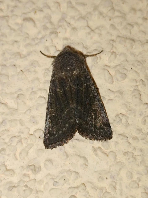 Aporophyla lutulenta - sziki őszibagoly