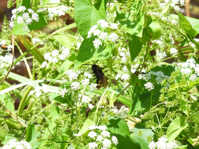 Megascolia maculata - óriás-tőrösdarázs