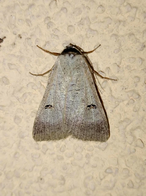 Lygephila craccae - gyakori csüdfűbagoly