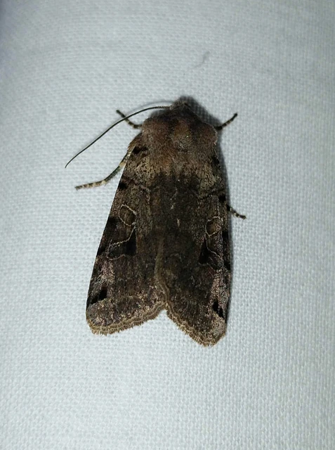 Anchoscelis litura - tarka őszibagoly