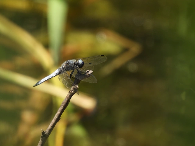 Libellula fulva - kisfoltos laposacsa