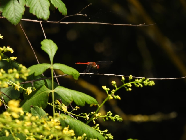 Sympetrum sanguineum - vörös katona-szitakötő